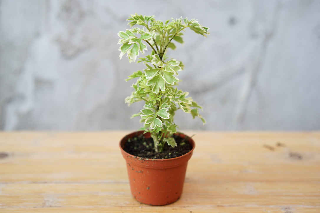 Polyscias Fruticosa 'Ming Aralia' - Greenly Plant Co