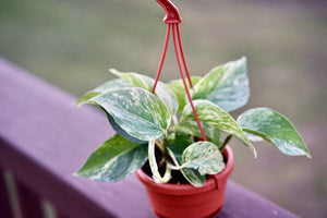 Epipremnum Aureum 'Marble Queen Pothos' - Greenly Plant Co