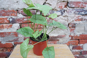 Syngonium Podophyllum 'Berry Allusion' - Greenly Plant Co