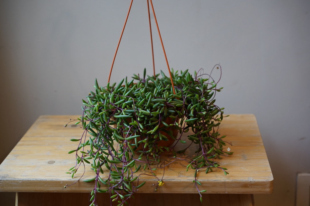 Othonna capensis 'Ruby Neckless' - Greenly Plant Co