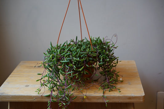 Othonna capensis 'Ruby Neckless' - Greenly Plant Co