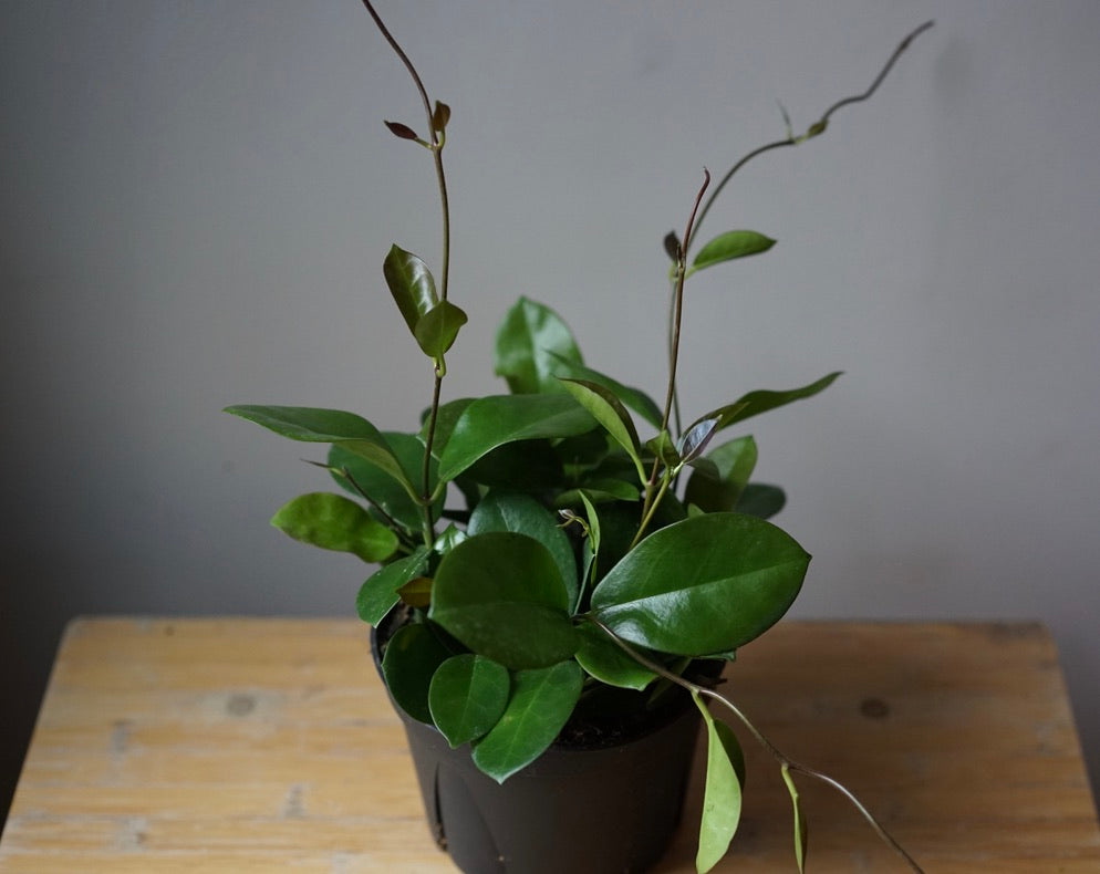 Hoya Australis - Greenly Plant Co