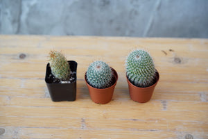 Cactus party (3 pack) - Greenly Plant Co