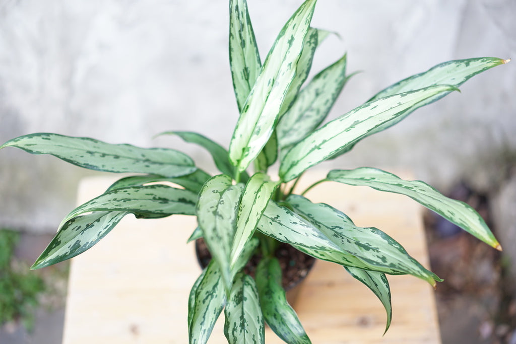 Aglaonema Cutlass