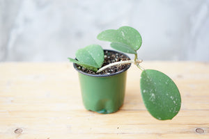 Hoya Obovata - Greenly Plant Co
