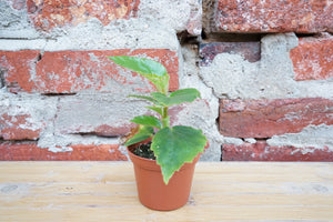 Begonia Dietrichiana - Greenly Plant Co