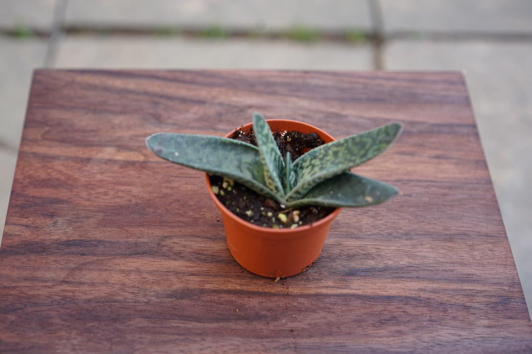 Gesteria bicolor - Greenly Plant Co