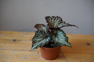 Begonia 'Winter Twilight' - Greenly Plant Co