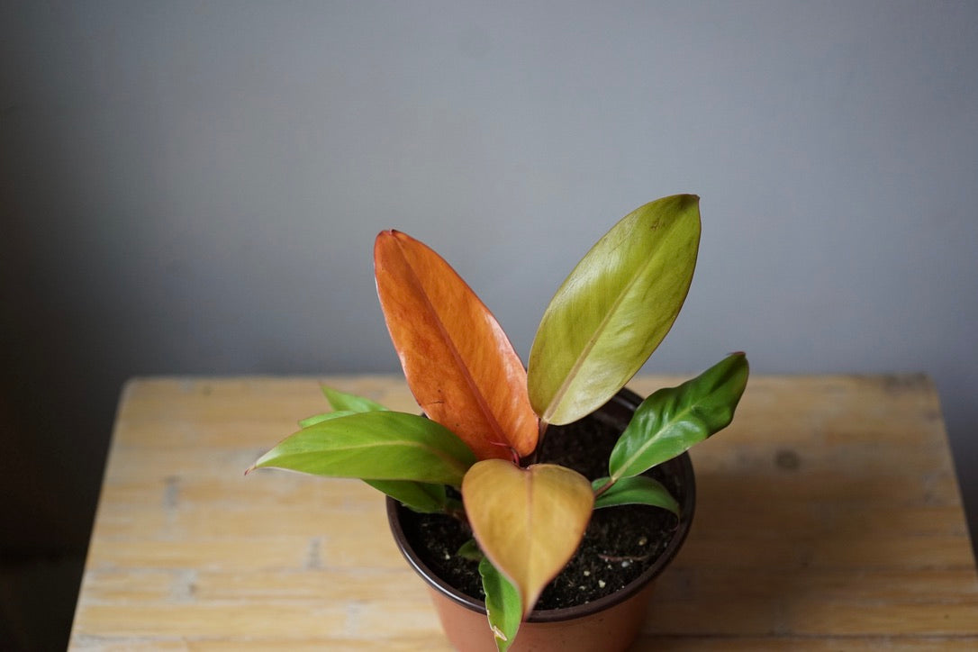 Philodendron Prince of Orange - Greenly Plant Co