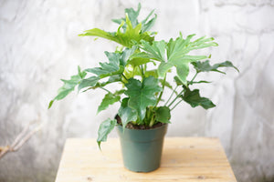 Philodendron Selloum - Greenly Plant Co