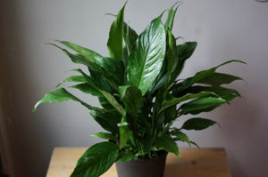 Spathiphyllum Domino 'Variegated Peace Lily' - Greenly Plant Co